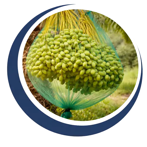 کیسه توری خرما