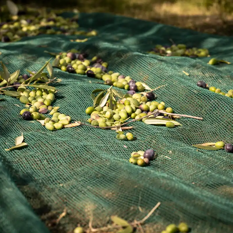 توری برداشت محصول