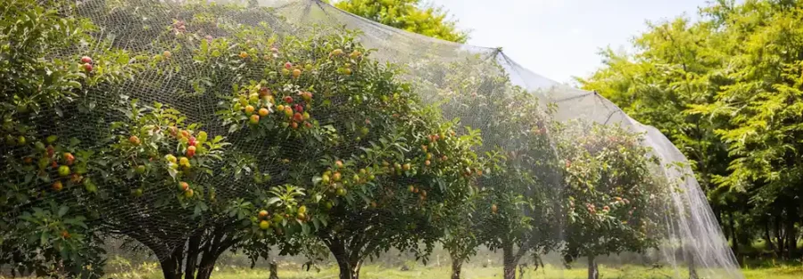 انتخاب توری ضد پرنده مناسب برای باغ و فضای باز