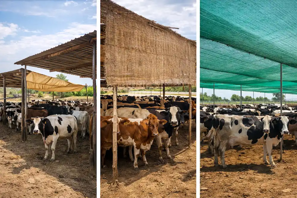 مقایسه توری سایبان دامداری با سایه‌بان سنتی | مزایا، هزینه و دوام در شرایط واقعی